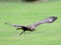 Maeusebussard 078